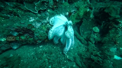 Diving in Amed, Bali