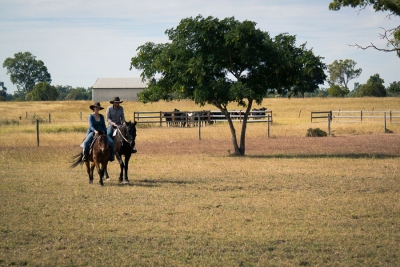 More cattle farming!