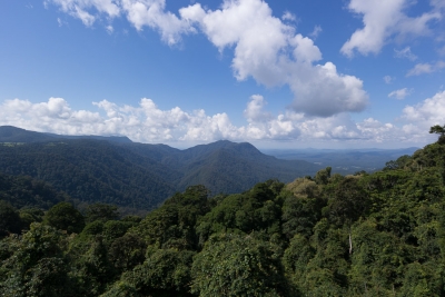 Rainforest, highways and Australian wildlife